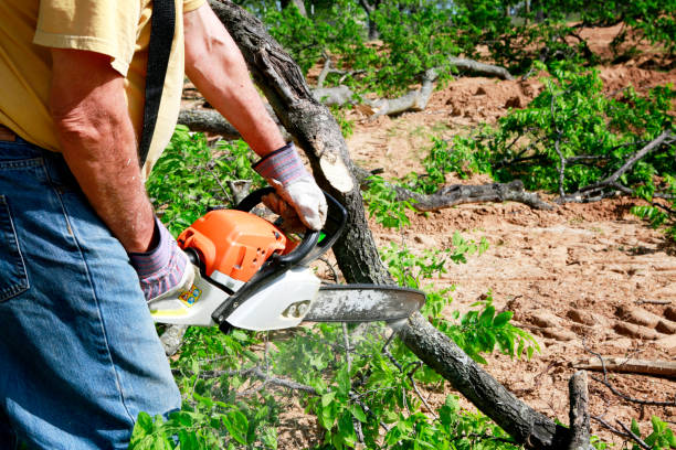 Best Emergency Tree Service  in San Miguel, CA